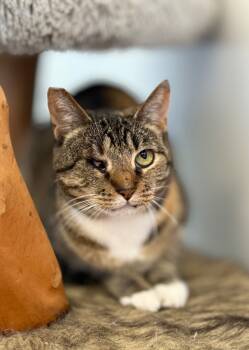 Rescue Domestic Short Hair Cats for Adoption in Thousand Oaks, California - Keke | PetCurious