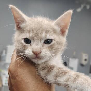 Peanut -  Domestic Short Hair Cat for Adoption in Vieques, Vieques - Peanut | PetCurious