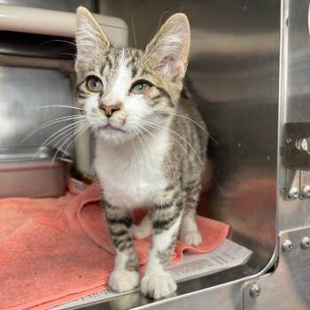 Domestic Short Hair Cats Available for Adoption - Striker | PetCurious