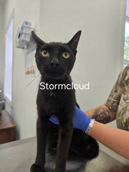Storm Cloud -  Domestic Short Hair Cat for Adoption in Cambridge, Maryland - Storm Cloud | PetCurious