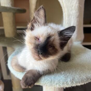 Rescue Domestic Short Hair Cats for Adoption in Long Beach, California - Caspian | PetCurious