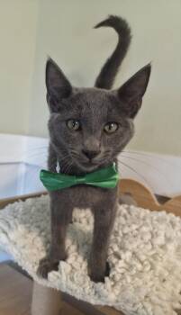 Waldo -  Domestic Short Hair and Russian Blue Cat for Adoption in Magnolia Springs, Alabama - Waldo | PetCurious
