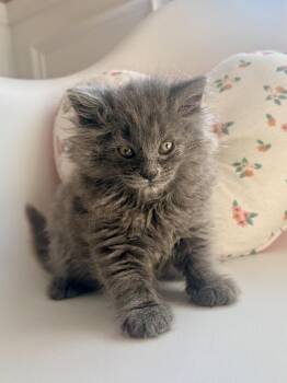 Muffin -  Domestic Long Hair Cat Available for Adoption in Martinsburg, West Virginia - Muffin | PetCurious