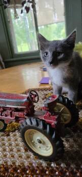 Cookie -  Domestic Short Hair Cat for Adoption in Berwick, Pennsylvania - Cookie | PetCurious