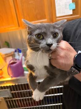 Jynx -  Domestic Short Hair Cat for Adoption in Virginia, Minnesota - Jynx | PetCurious