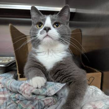 Brady -  Domestic Short Hair Cat for Adoption in Peoria, Illinois - Brady | PetCurious