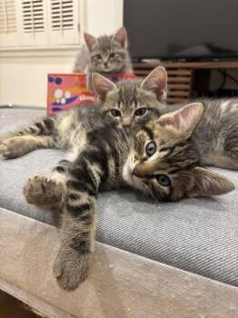 Starflight -  Domestic Short Hair Cat for Adoption in Bellevue, Washington - Starflight | PetCurious