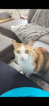 Rescue Domestic Short Hair Cats for Adoption in Port Orange, Florida - Ms. Kitty *VIDEO* Talkative And Loving | PetCurious