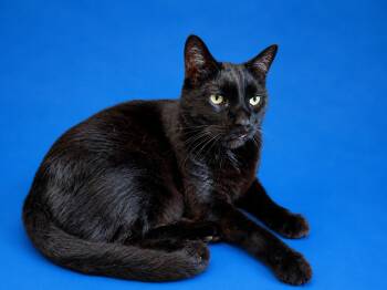 Thackery Binx -  Domestic Short Hair Cat for Adoption in Albany, New York - Thackery Binx | PetCurious