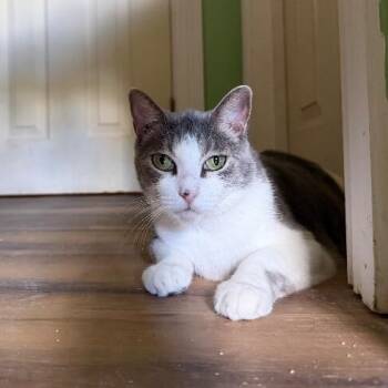 Bean Sprout -  Tabby and Domestic Short Hair Cat for Adoption in Friendswood, Texas - Bean Sprout | PetCurious