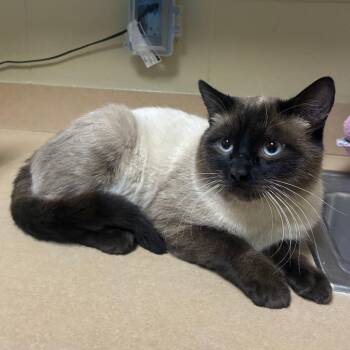 Oreo -  Siamese Cat for Adoption in Cheyenne, Wyoming - Oreo | PetCurious