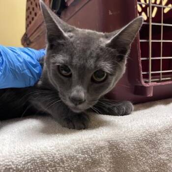 Taco -  Domestic Short Hair Cat for Adoption in Merriam, Kansas - Taco | PetCurious