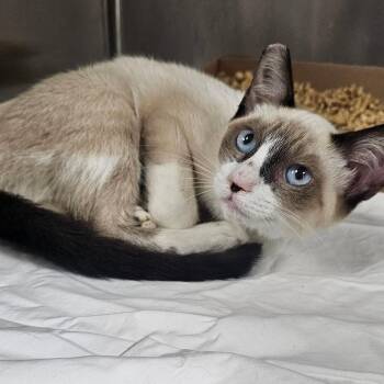 Colquitt 22- Miso -  Domestic Short Hair Cat for Adoption in Donalsonville, Georgia - Colquitt 22- Miso | PetCurious