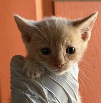 Domestic Short Hair Cats Available for Adoption in Huntington Beach, California - Wilbur | PetCurious