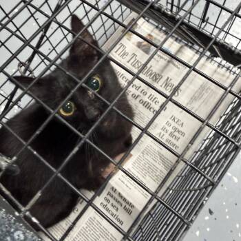 TUSC-Wildlife-84768 -  Domestic Short Hair Cat for Adoption in Tuscaloosa, Alabama - TUSC-Wildlife-84768 | PetCurious