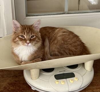 Rescue Domestic Medium Hair Cats for Adoption in Theodore, Alabama - Marmalade | PetCurious