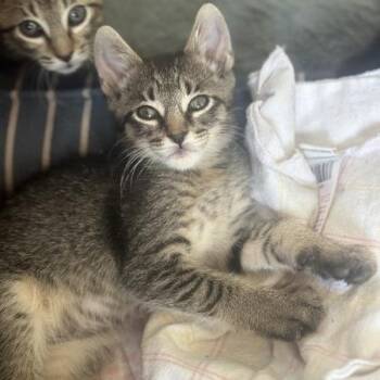 Mocha -  Domestic Short Hair Cat for Adoption in Greenwood, Missouri - Mocha | PetCurious
