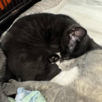 Mason -  Domestic Short Hair Cat for Adoption in Morris, Minnesota - Mason | PetCurious