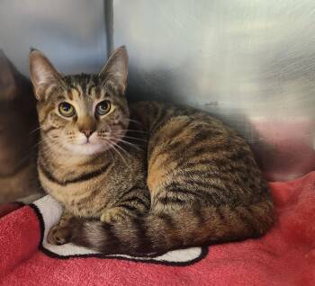 Willow -  Domestic Short Hair Cat for Adoption in Clayton, New Jersey - Willow | PetCurious