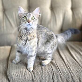 Prudence -  Domestic Long Hair Cat for Adoption in Lincoln, Nebraska - Prudence | PetCurious