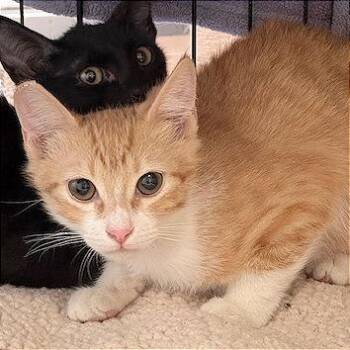 Domestic Short Hair Cats Available for Adoption - Noosa | PetCurious