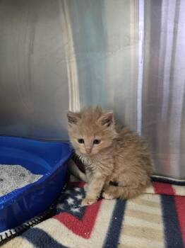 Ezra -  Domestic Medium Hair Cat for Adoption in Galesville, Wisconsin - Ezra | PetCurious