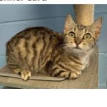 Cake -  Domestic Short Hair Cat Available for Adoption in Tallahassee, Florida - Cake | PetCurious