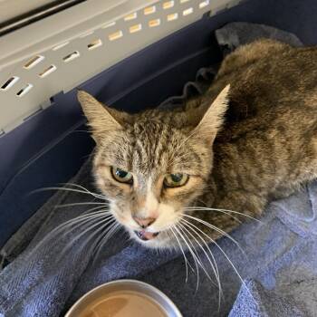 Rescue Domestic Short Hair Cats for Adoption in Sand Springs, Oklahoma - Daphne | PetCurious