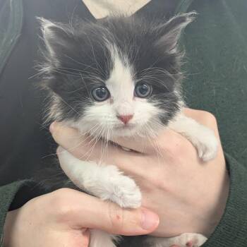 Domestic Long Hair Cats Available for Adoption in Manhattan, Kansas - TRRS-Stray-44320_2 | PetCurious
