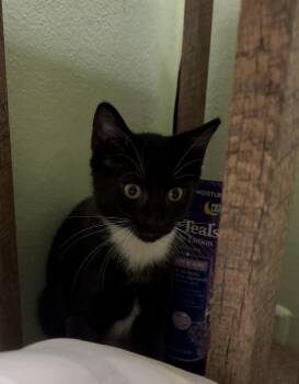 American Bobtail and Domestic Short Hair Cats Available for Adoption - Molly Jones | PetCurious