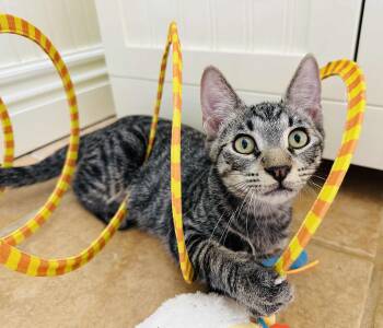 Rescue Tabby Cats for Adoption in Branson, Missouri - Cena | PetCurious