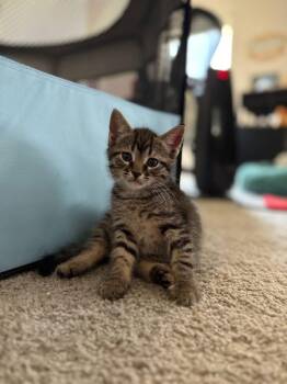 Rescue Domestic Short Hair Cats for Adoption in Inman, South Carolina - Ralph | PetCurious