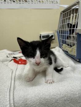 HENLEY -  Domestic Short Hair Cat for Adoption in Fremont, California - HENLEY | PetCurious