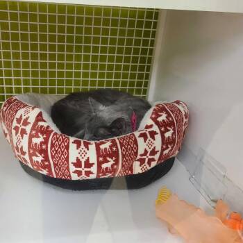 Domestic Short Hair Cats Available for Adoption in Tallahassee, Florida - Luna | PetCurious