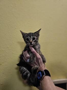 Rescue Domestic Short Hair Cats for Adoption in Rockwall, Texas - Octavia | PetCurious