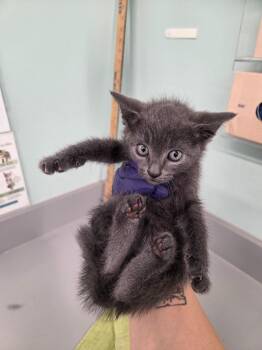 Domestic Short Hair Cats Available for Adoption in Athens, Tennessee - Faye | PetCurious