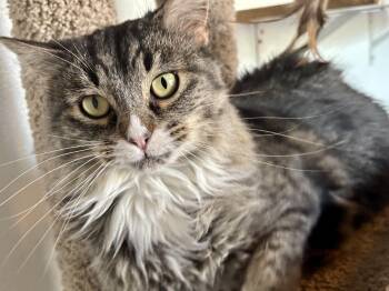 Rescue Domestic Long Hair and Tabby Cats for Adoption in Shenandoah, Iowa - Spicy Kitty | PetCurious