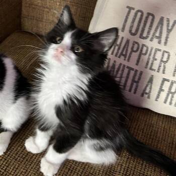 Rodeo -  Domestic Medium Hair Cat for Adoption in Talent, Oregon - Rodeo | PetCurious