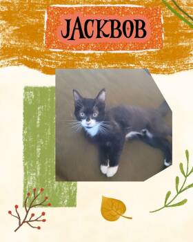 JackBob -  Domestic Short Hair Cat for Adoption in Oregon, Wisconsin - JackBob | PetCurious