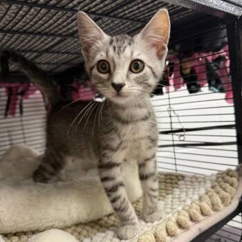 Oakley -  Domestic Short Hair Cat for Adoption in Hampton Bays, New York - Oakley | PetCurious