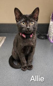 Domestic Short Hair Cats Available for Adoption in Sidney, Ohio - Allie | PetCurious