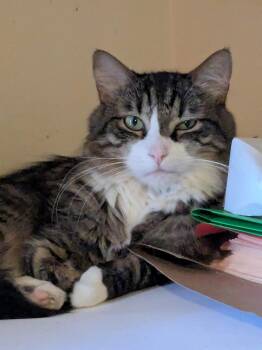 Domestic Long Hair Cats Available for Adoption in Powdersville, South Carolina - Tiger | PetCurious