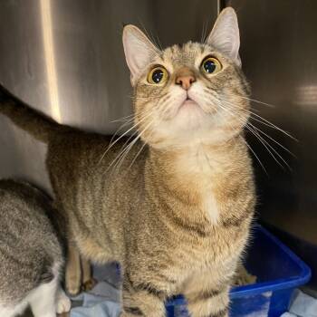 Rescue Domestic Short Hair Cats for Adoption in Los Angeles, California - Priscilla | PetCurious