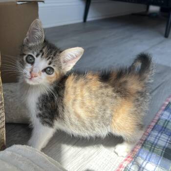 Vesper -  Domestic Medium Hair Cat Available for Adoption in New Bern, North Carolina - Vesper | PetCurious