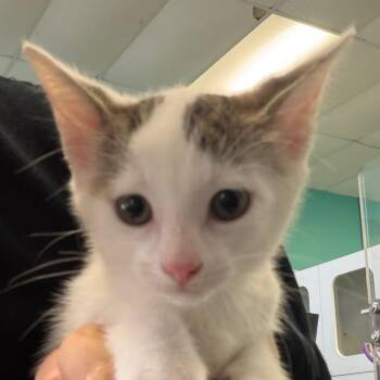 Erin -  Domestic Short Hair Cat for Adoption in Lake Jackson, Texas - Erin | PetCurious