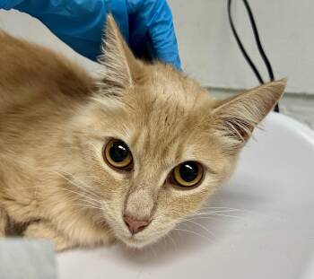 Domestic Short Hair Cats Available for Adoption in Oakland, California - Marzipan | PetCurious