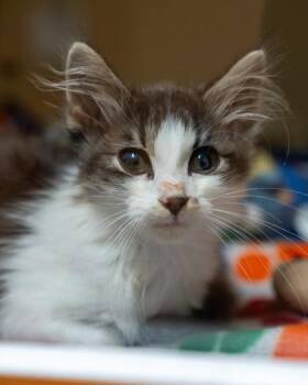 Bennet -  Domestic Short Hair Cat for Adoption in Pequot Lakes, Minnesota - Bennet | PetCurious