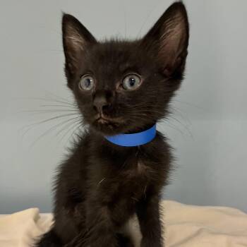 Nighfall -  Domestic Short Hair Cat for Adoption in Chattanooga, Tennessee - Nighfall | PetCurious