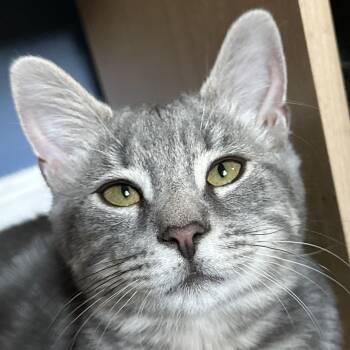 Rescue Domestic Short Hair Cats for Adoption in Victor, New York - Ashes | PetCurious