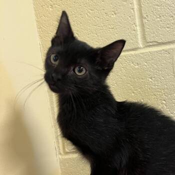 Morticia -  Domestic Short Hair Cat for Adoption - Morticia | PetCurious